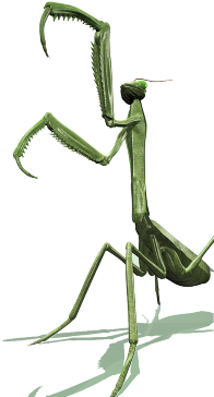 A preying mantis with arms upraised